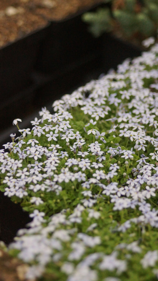 Isotoma fluviatilis (Syn. Pratia pedunculata) - Blauer Bubikopf