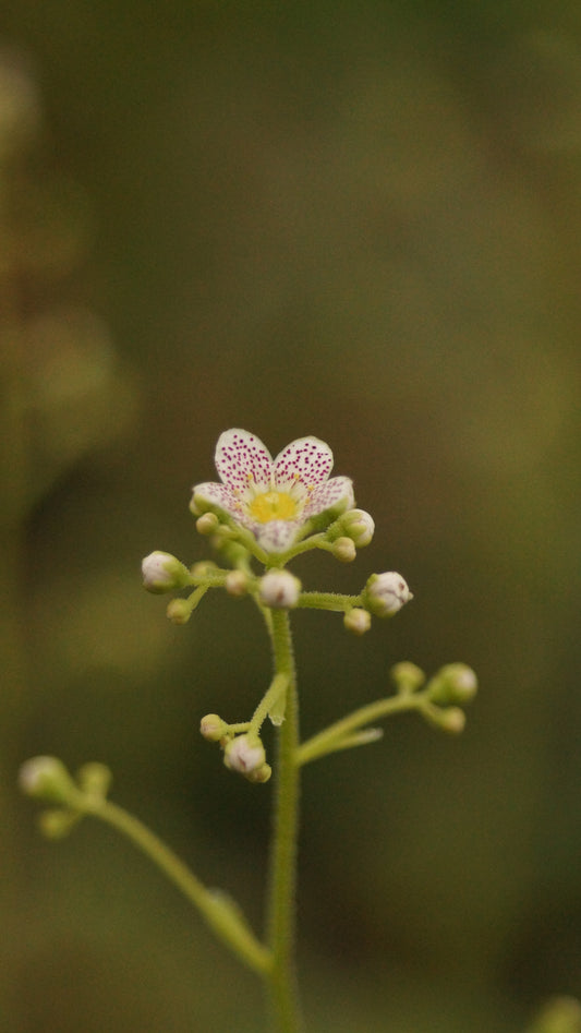 Saxifraga paniculata 'Tekles' - Gepunktetes Rispen-Steinbrech