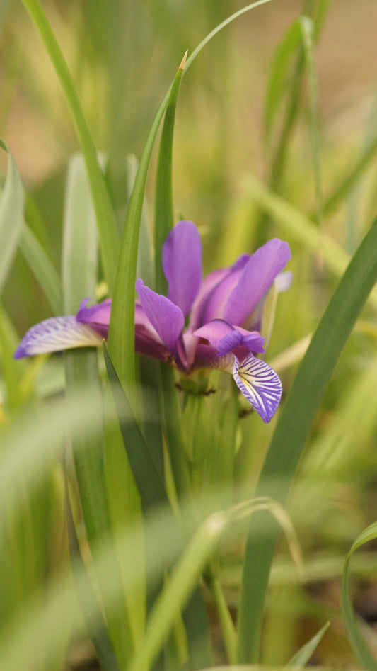 Iris graminea - Grasblättrige Pflaumenduft-Schwertlilie