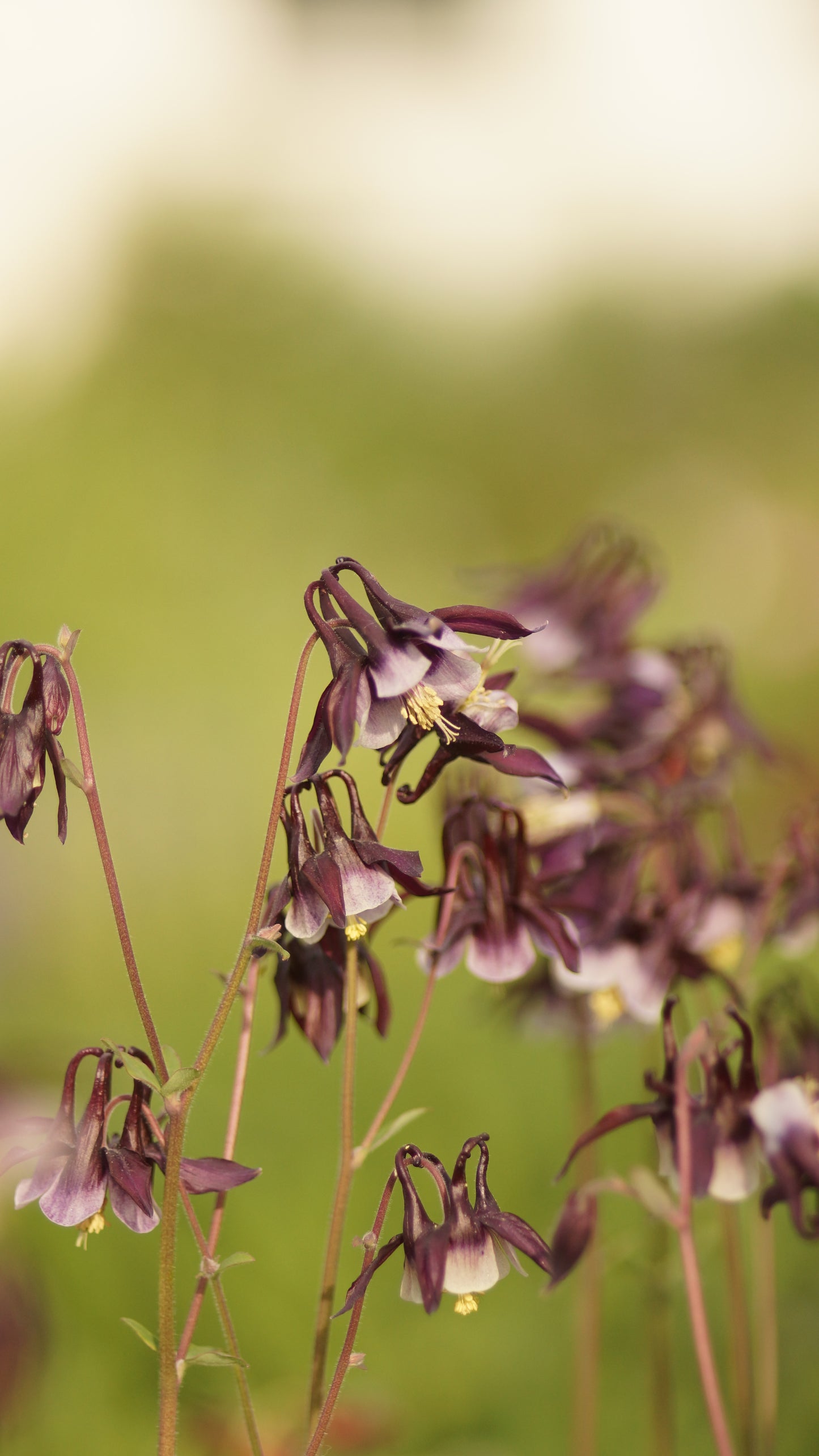 Aquilegia vulgaris 'William Guiness' - Akelei
