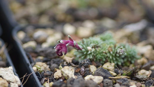 Saxifraga sempervivum 'Stenophylla'- Hauswurz-Steinbrech