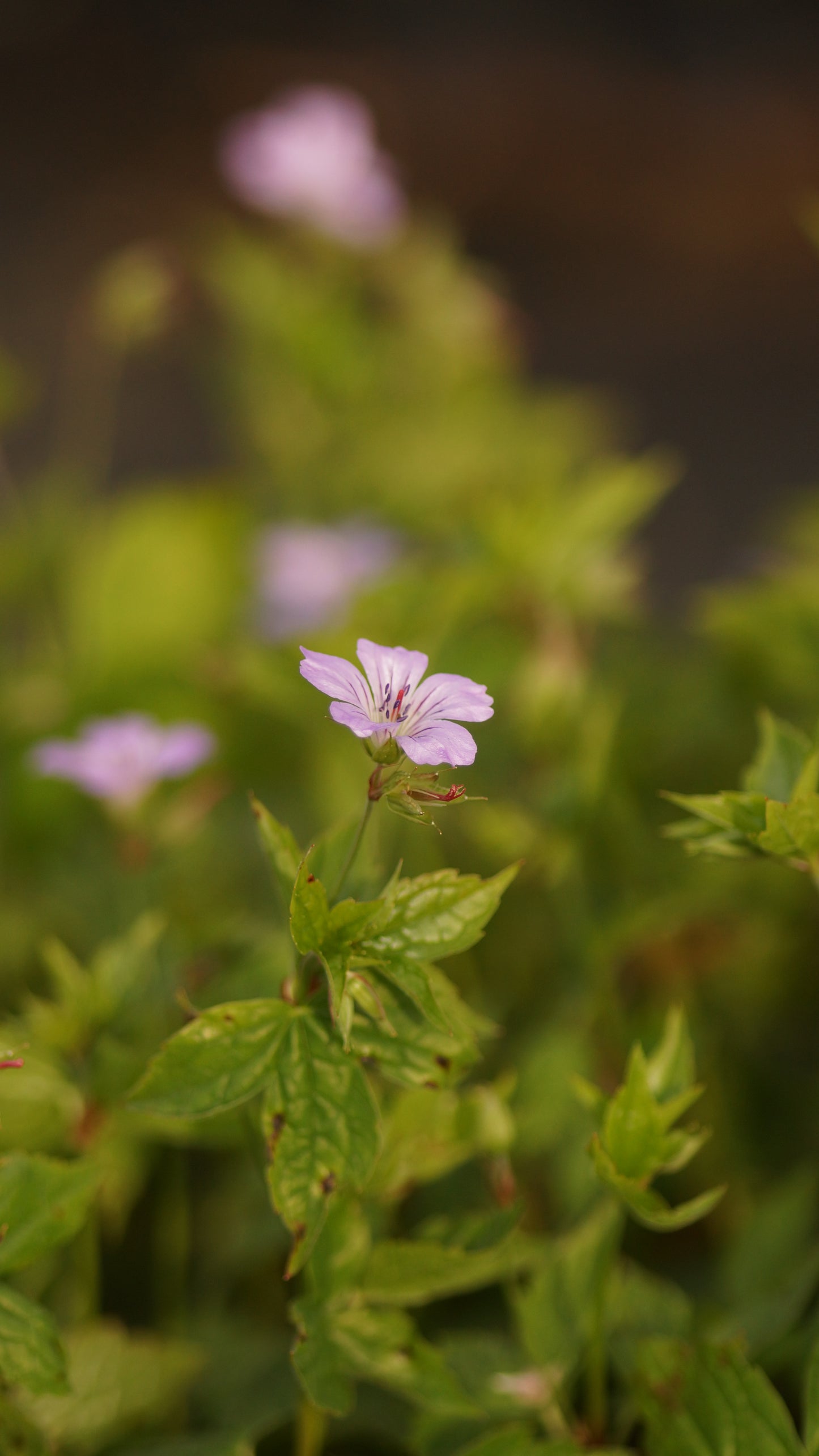 Geranium nodosum - Knotiger Storchschnabel