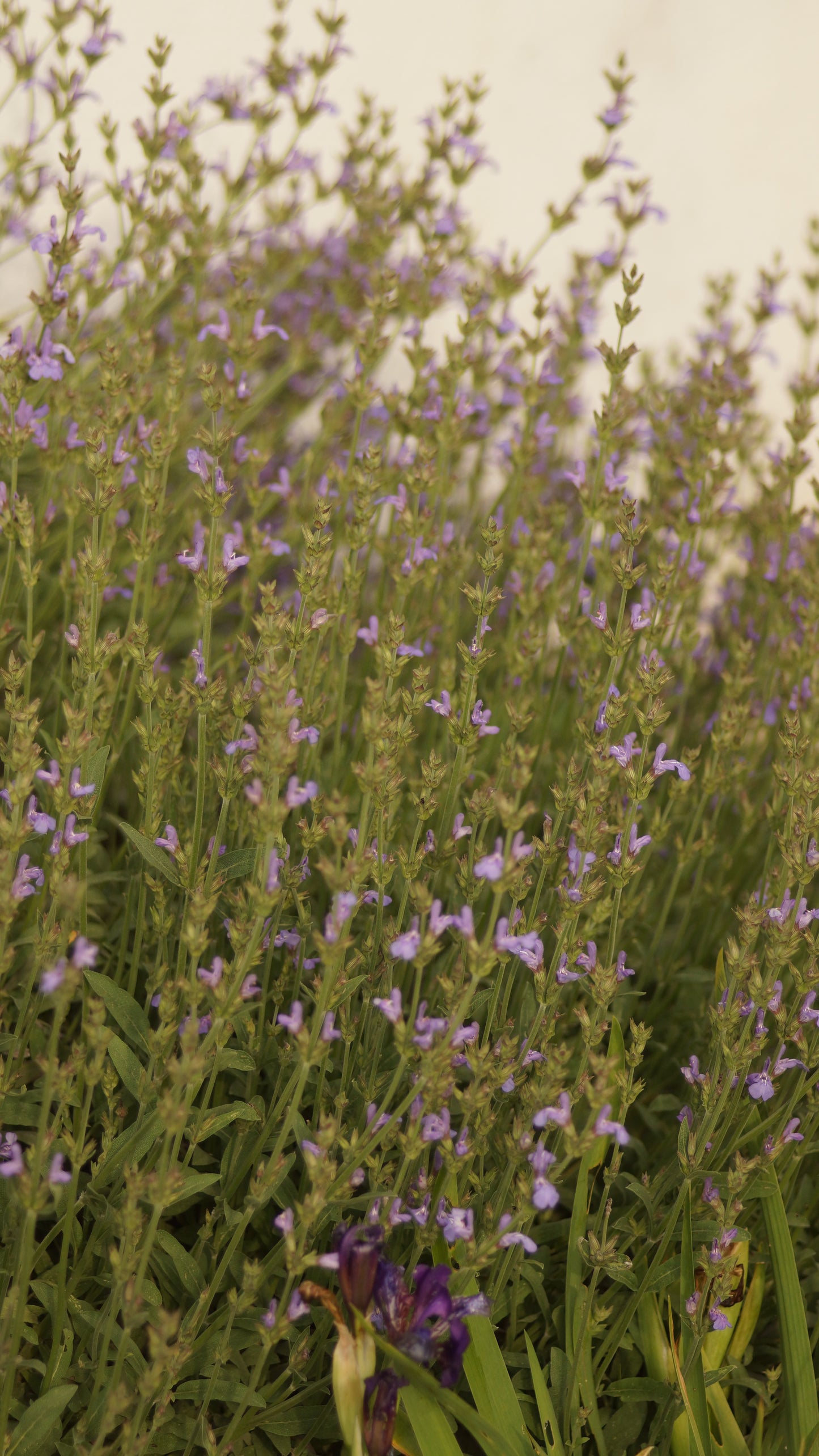 Salvia lavandulifolia - Lavendelblättriger Salbei