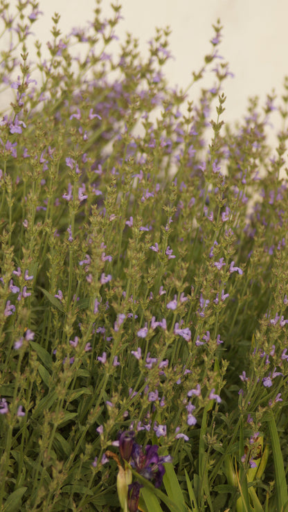Salvia lavandulifolia - Lavendelblättriger Salbei