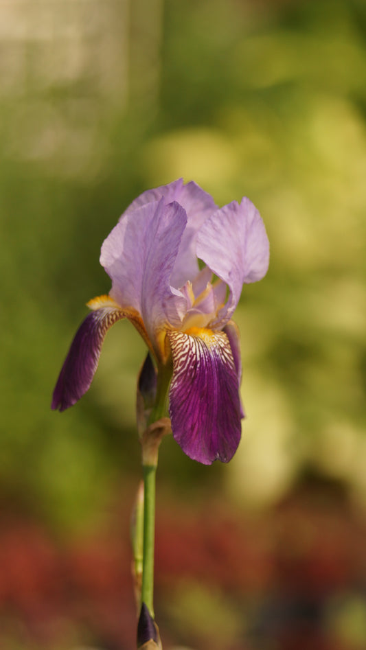 Iris barbata-elatior 'Alcazar' - Hohe Bart-Iris