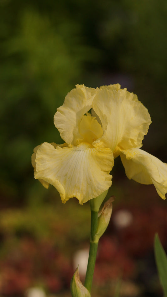 Iris barbata-elatior 'Buttered Popcorn' - Hohe Bart-Iris