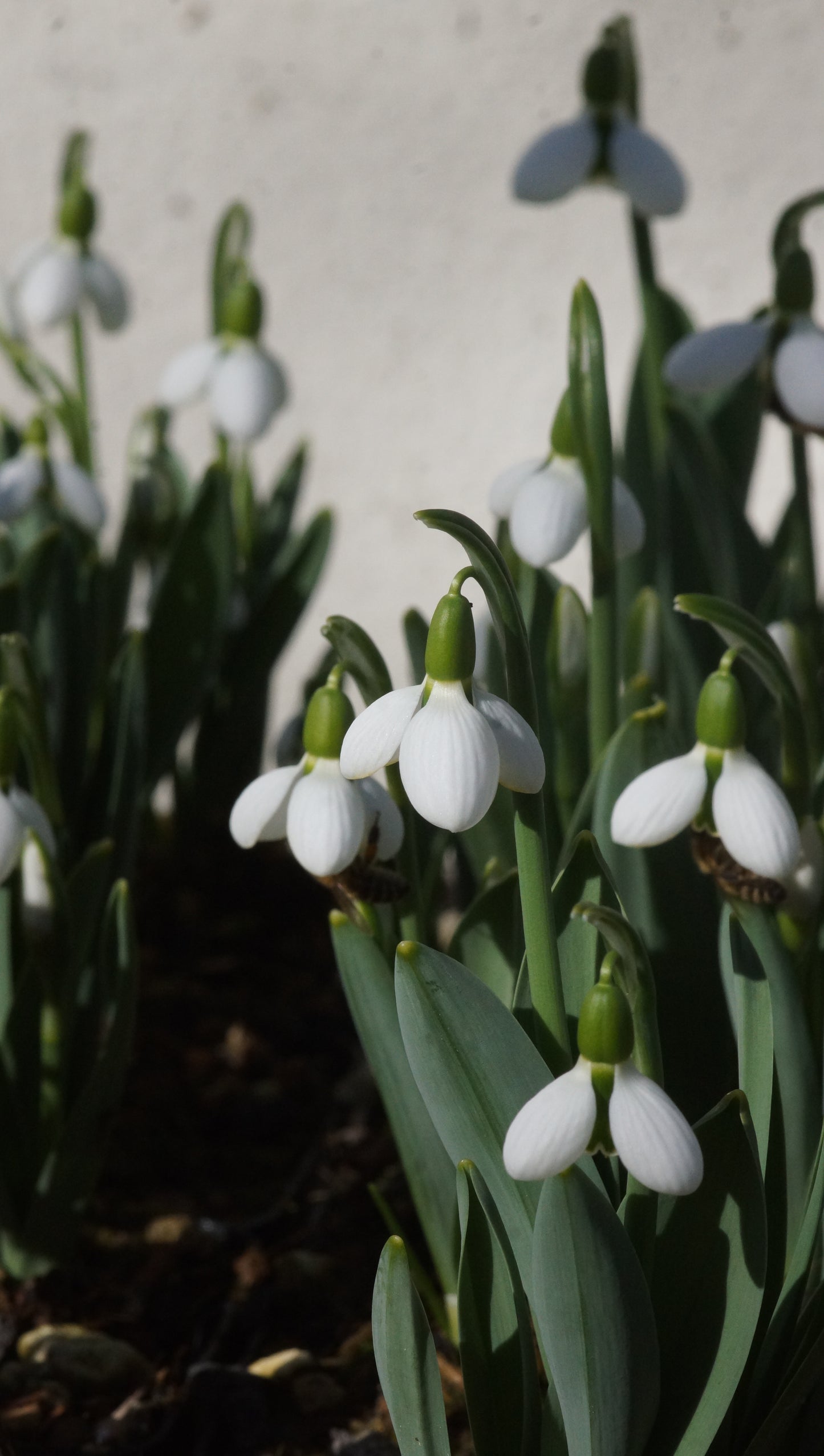 Galanthus elwesii 'Beluga' - Schneeglöckchen