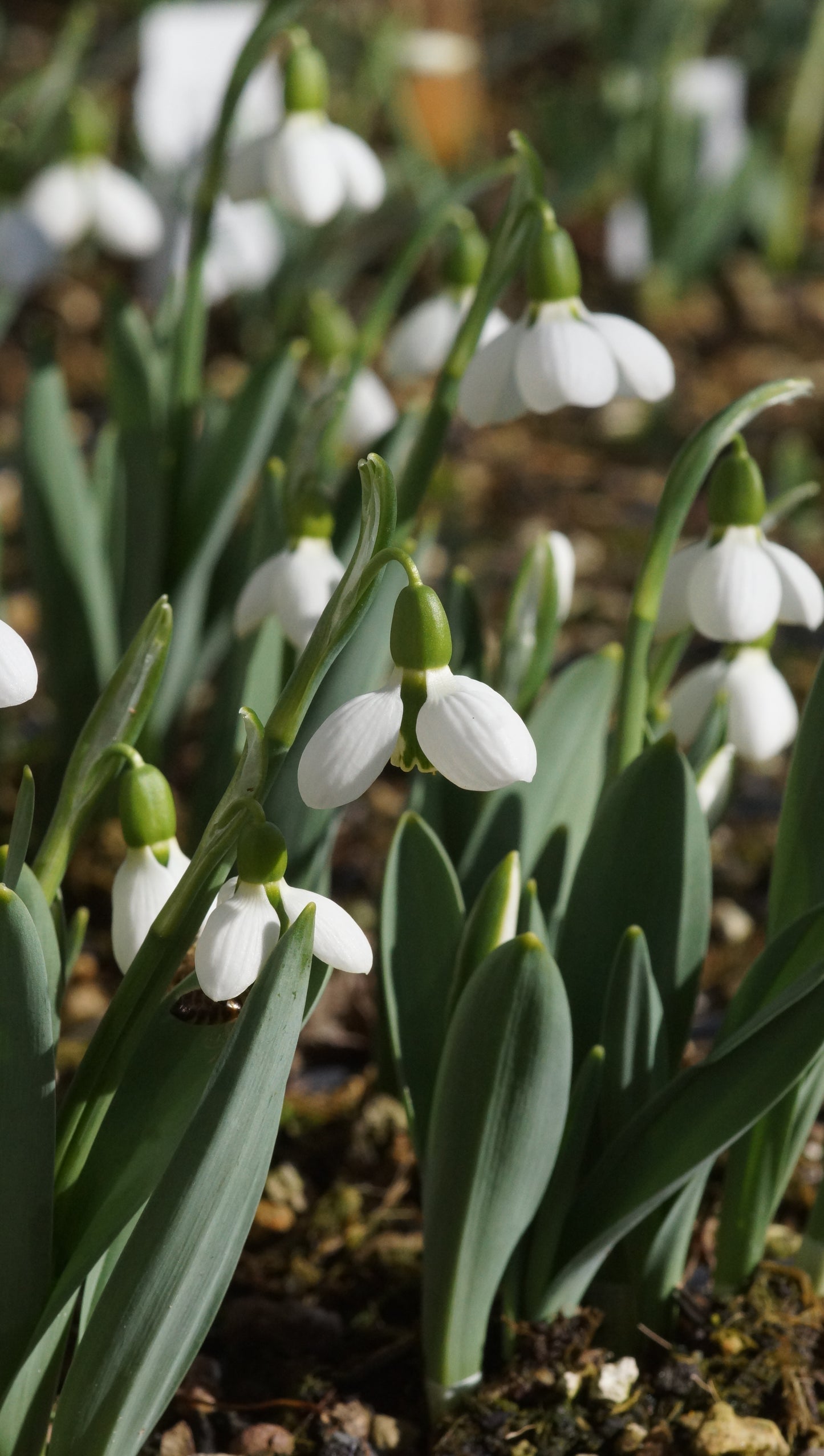Galanthus elwesii 'Beluga' - Schneeglöckchen