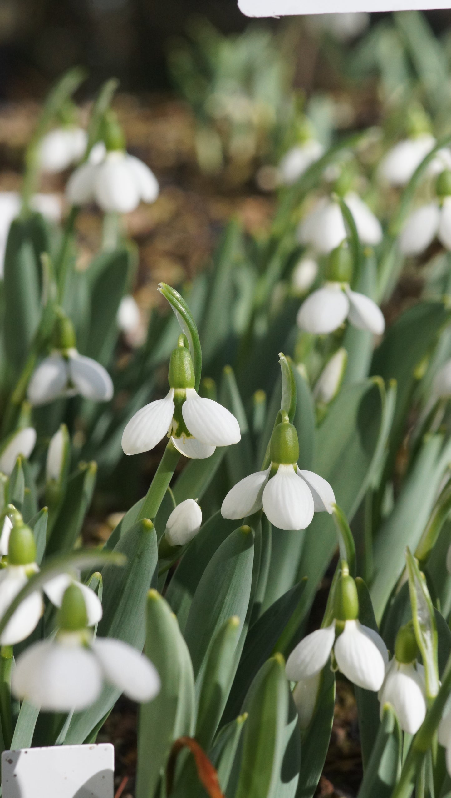 Galanthus elwesii 'Beluga' - Schneeglöckchen