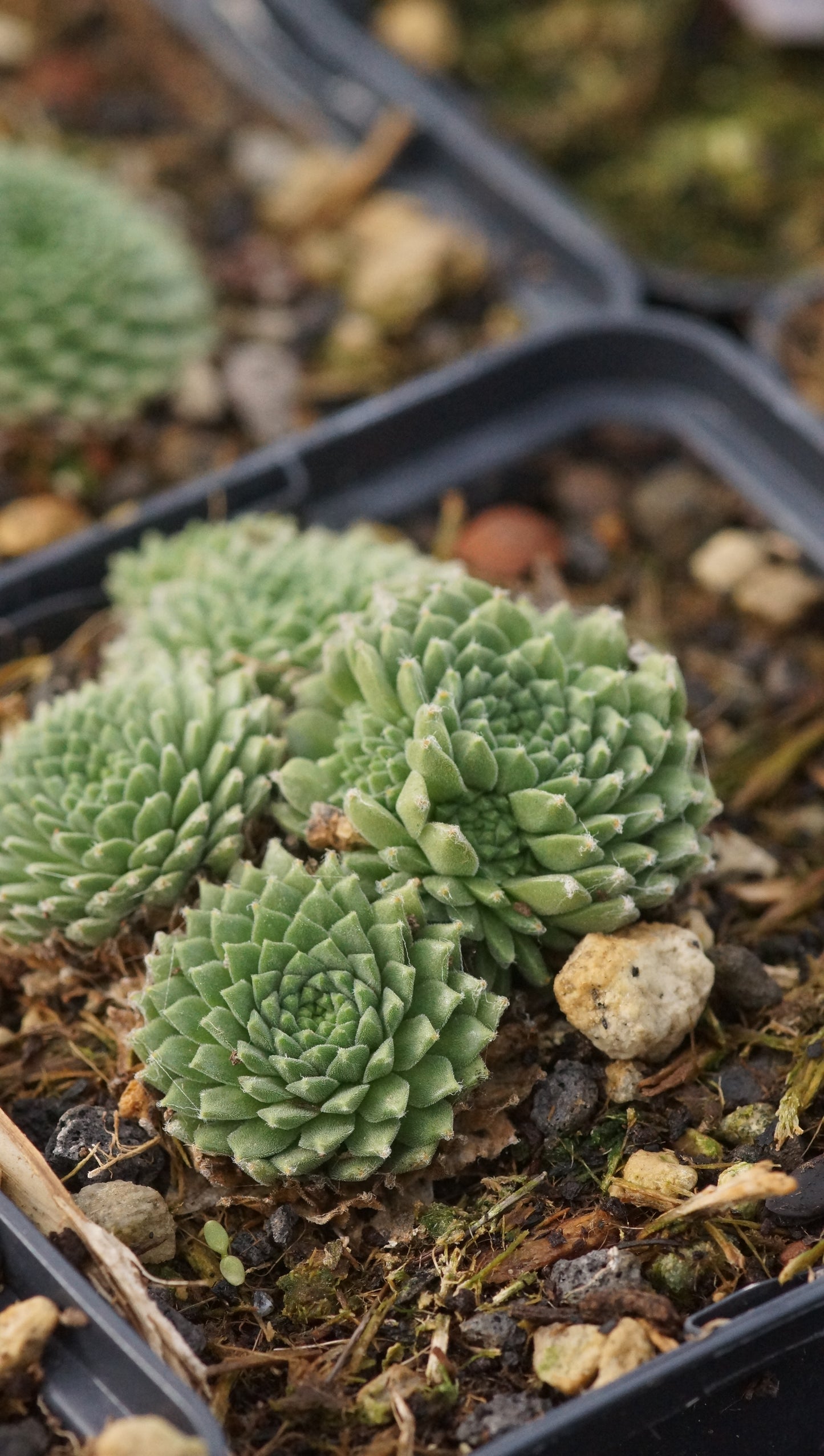Sempervivum Arachnoideum-Hybride 'Albion' - Spinnweben-Hauswurz