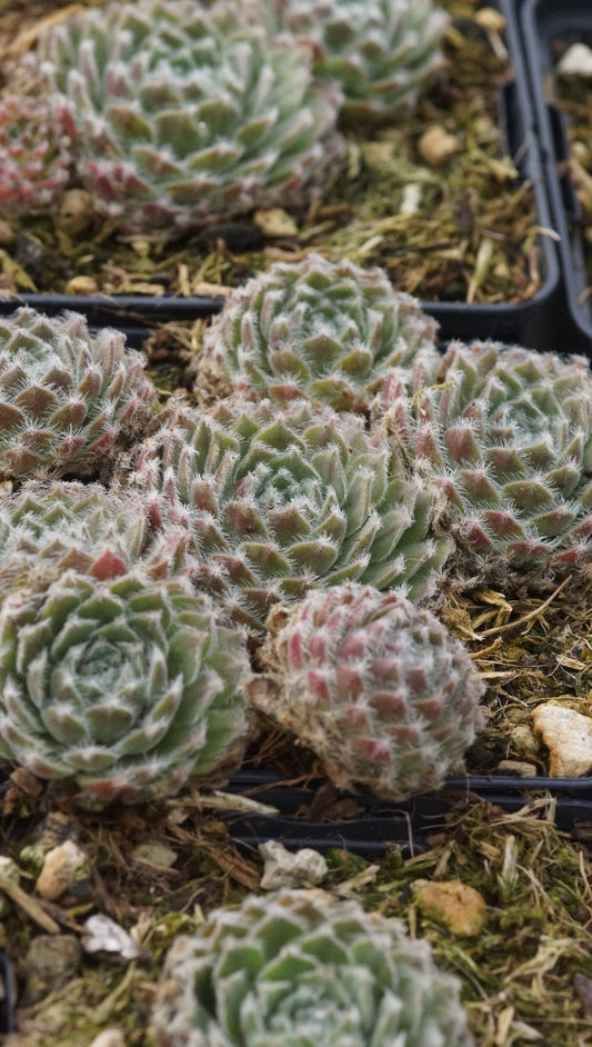 Sempervivum Arachnoideum-Hybride 'Silver Thaw' - Spinnweben-Hauswurz