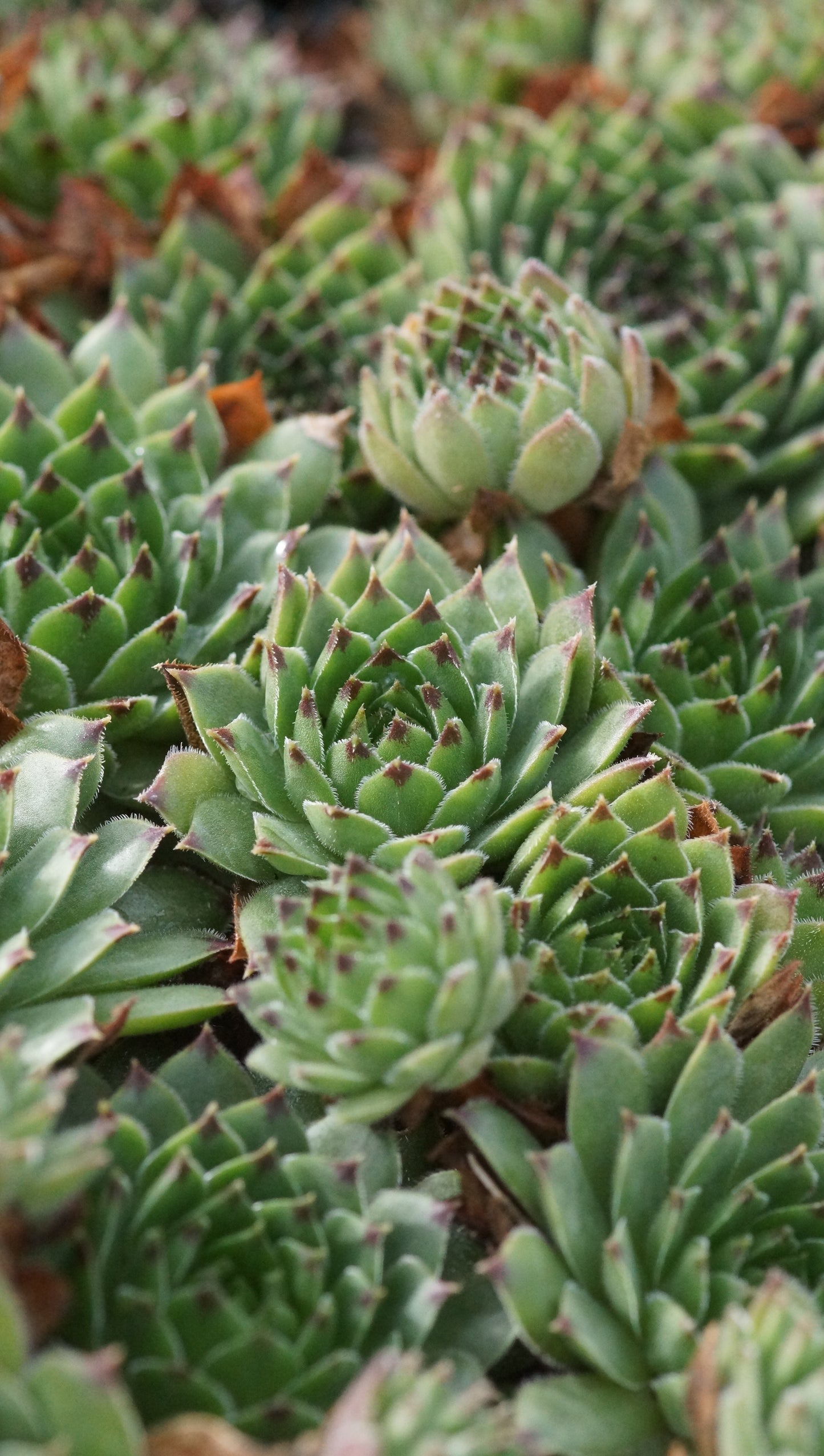 Sempervivum Cantabricum-Hybride 'Reinhard' - Hauswurz