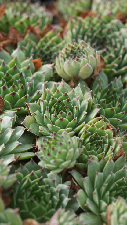 Sempervivum Cantabricum-Hybride 'Reinhard' - Hauswurz