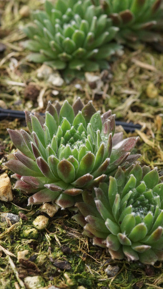 Sempervivum Arachnoideum-Hybride 'Ordensstern' - Spinnweben-Hauswurz