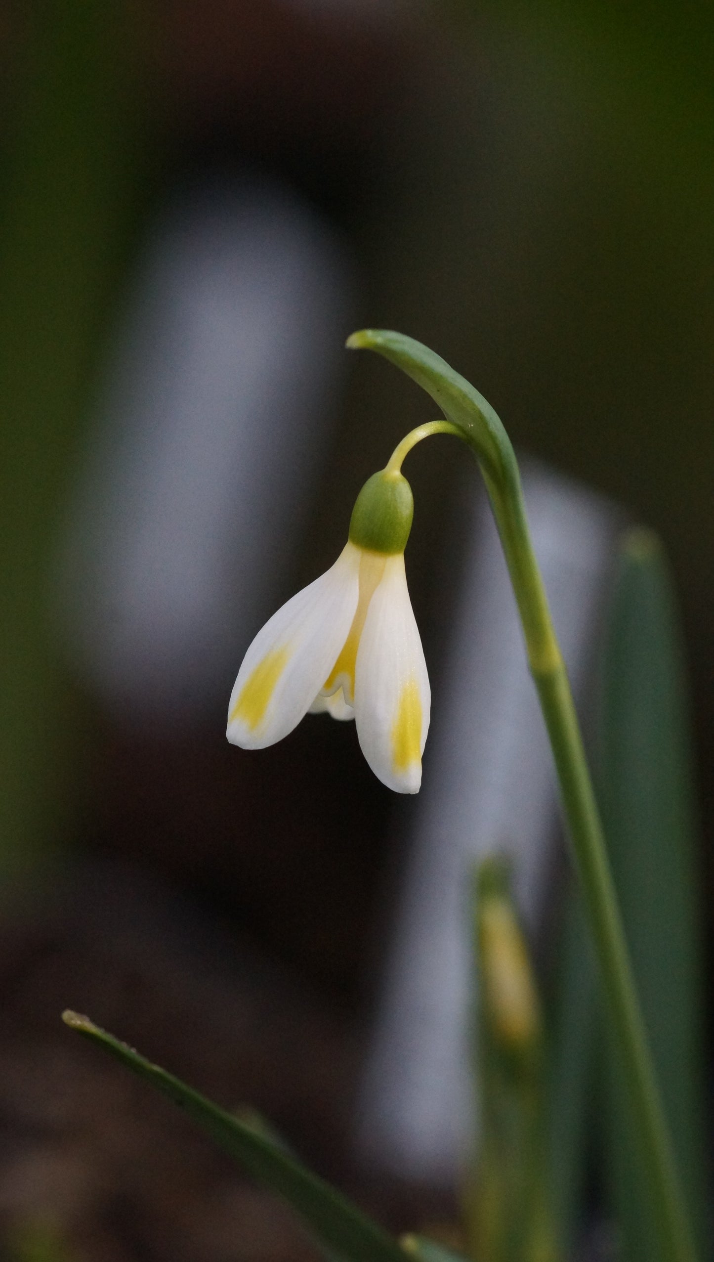 Galanthus x valentinei 'Bitter Lemons' - Schneeglöckchen