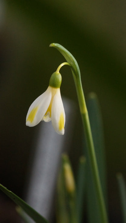 Galanthus x valentinei 'Bitter Lemons' - Schneeglöckchen