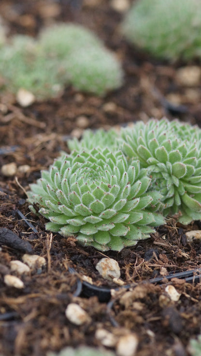 Sempervivum arachnoideum x pittonii 'Cho' - Hauswurz