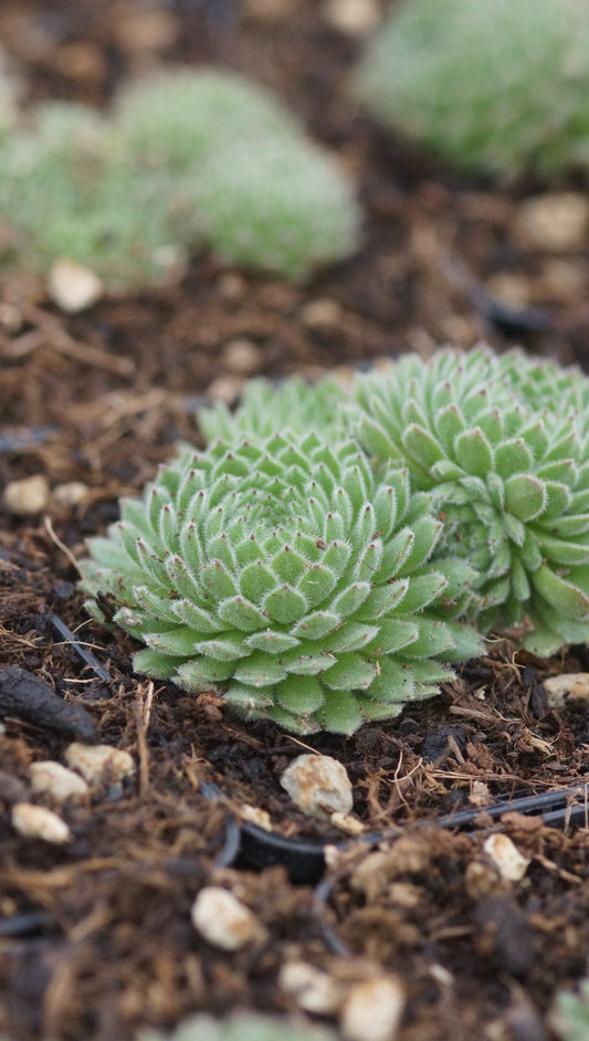 Sempervivum arachnoideum x pittonii 'Cho' - Hauswurz