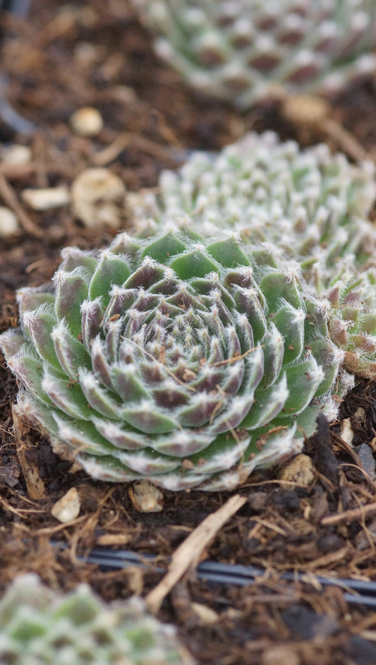Sempervivum arachnoideum 'Eiger' - Spinnweben-Hauswurz