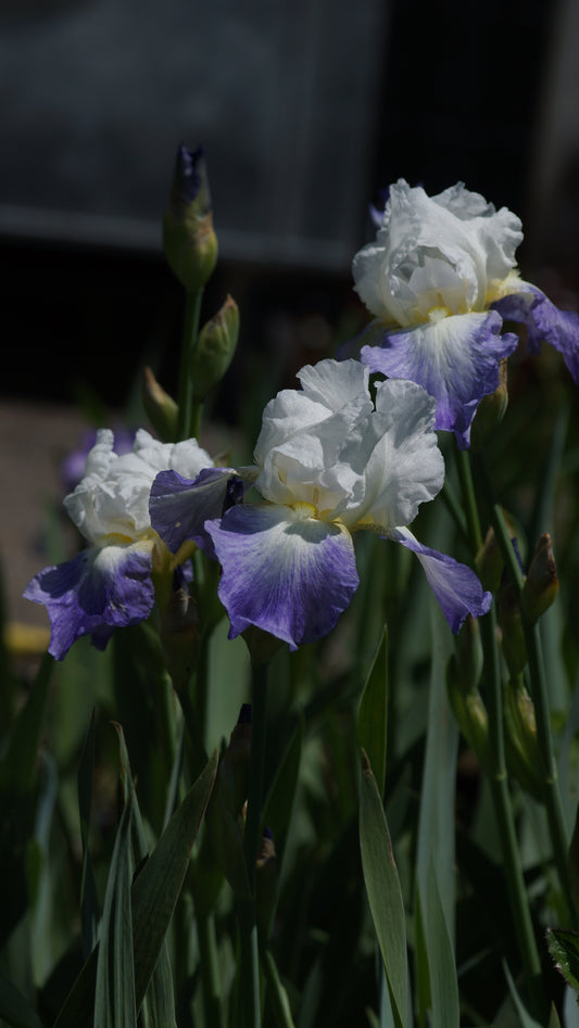 Iris barbata-elatior 'Mission Ridge' - Hohe Bart-Iris