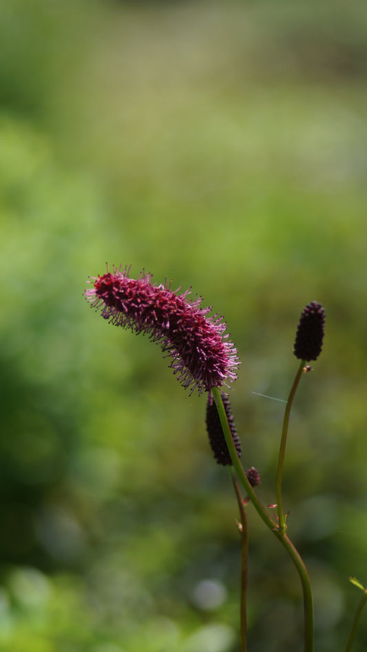 Sanguisorba Hybride 'Cangshan Cranberry' - Wiesenknopf