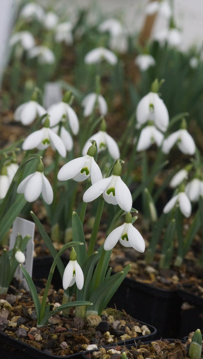 Galanthus nivalis x plicatus 'Sam Arnott' - Schneeglöckchen