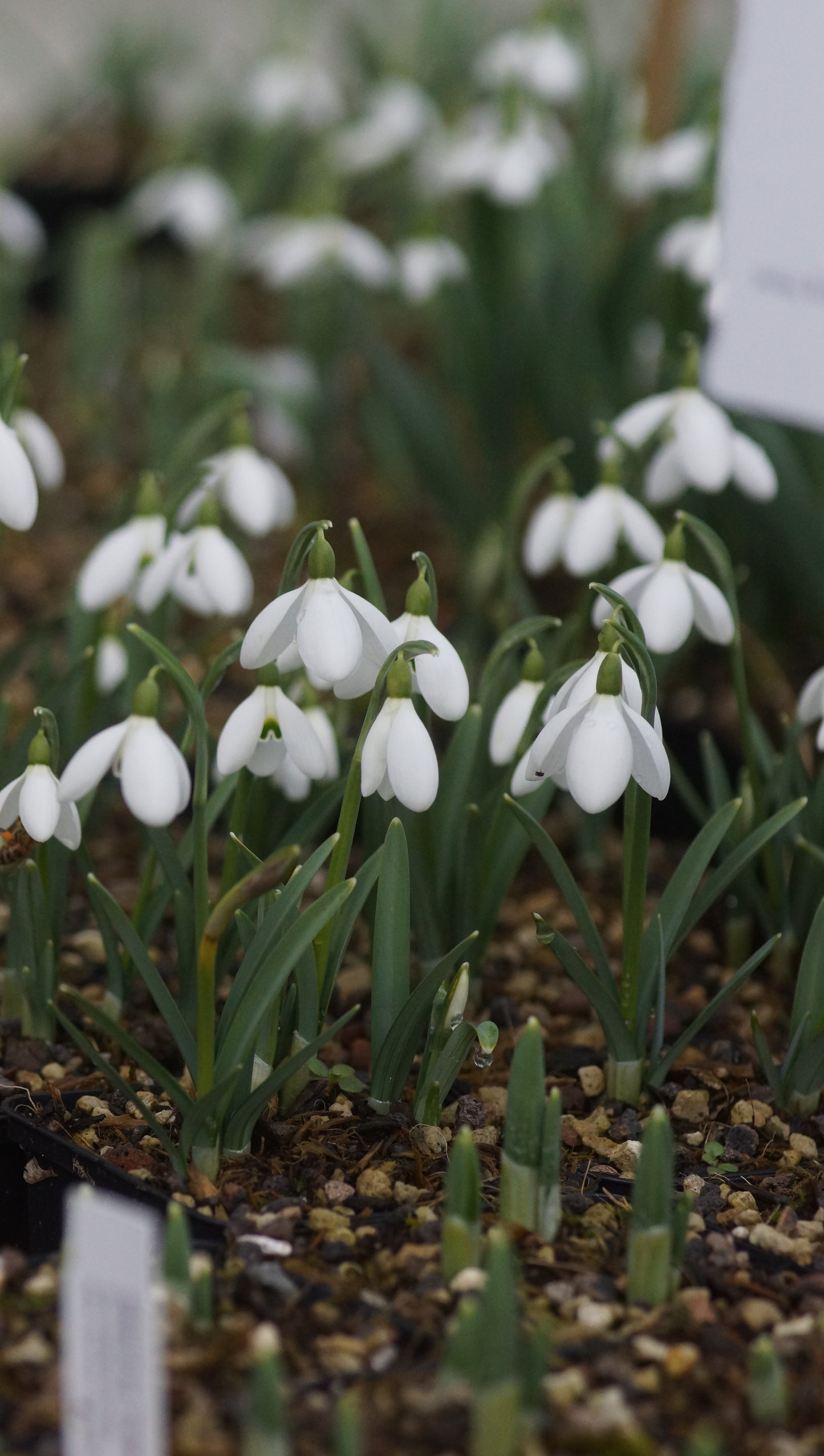 Galanthus nivalis x plicatus 'Sam Arnott' - Schneeglöckchen