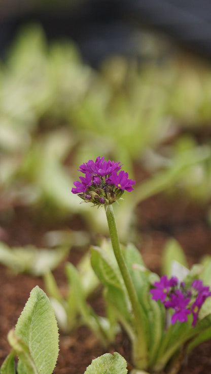 Primula denticulata 'Corolla Deep Rose' - Kugel-Primel