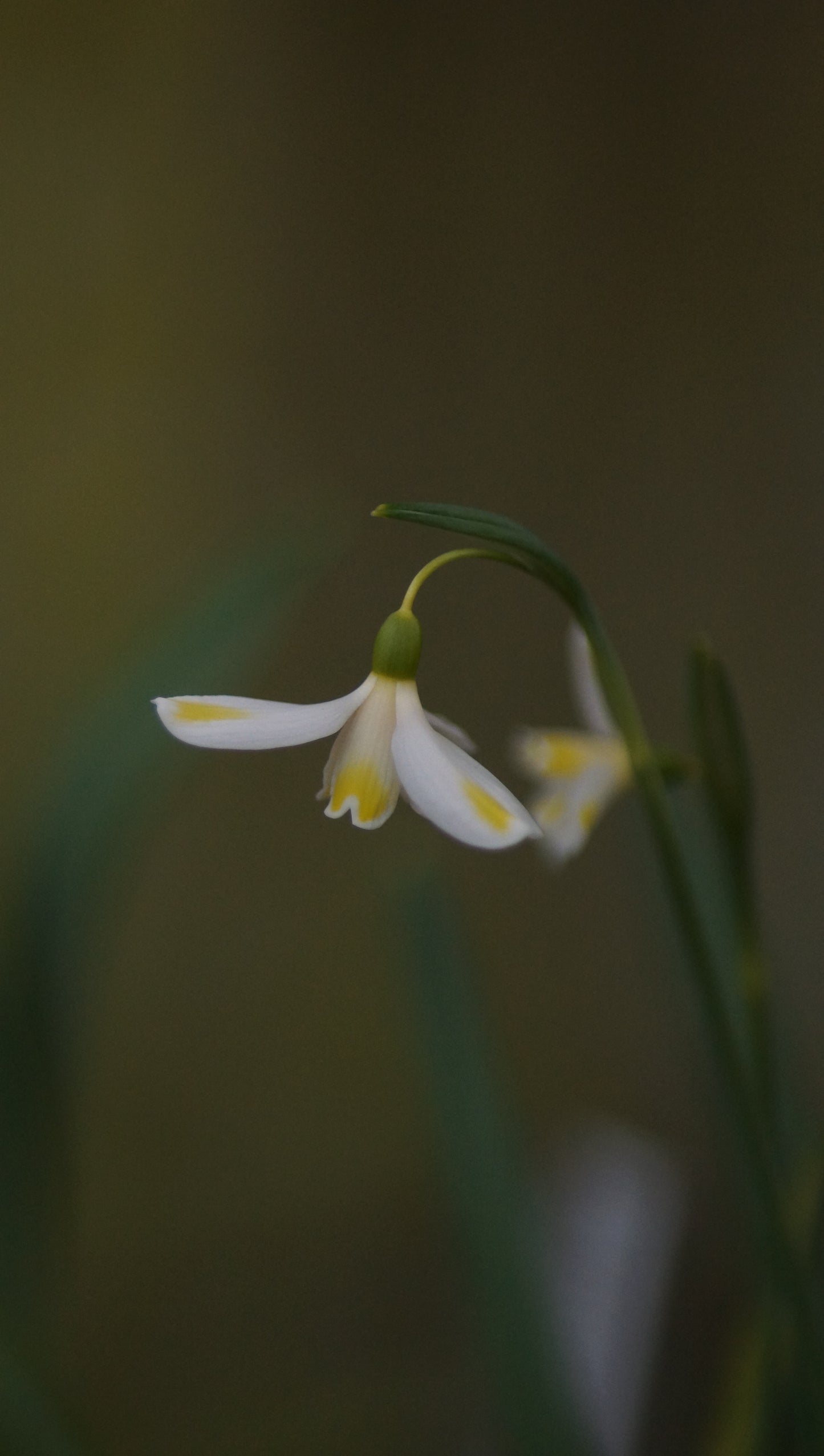 Galanthus x valentinei 'Bitter Lemons' - Schneeglöckchen