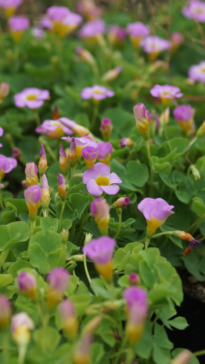Oxalis inops - Gedrückter Sauerklee