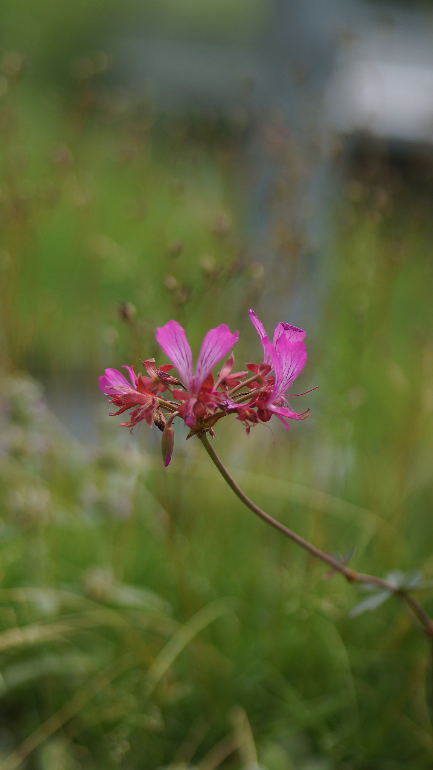 Pelargonium endlicherianum - Pelargonie