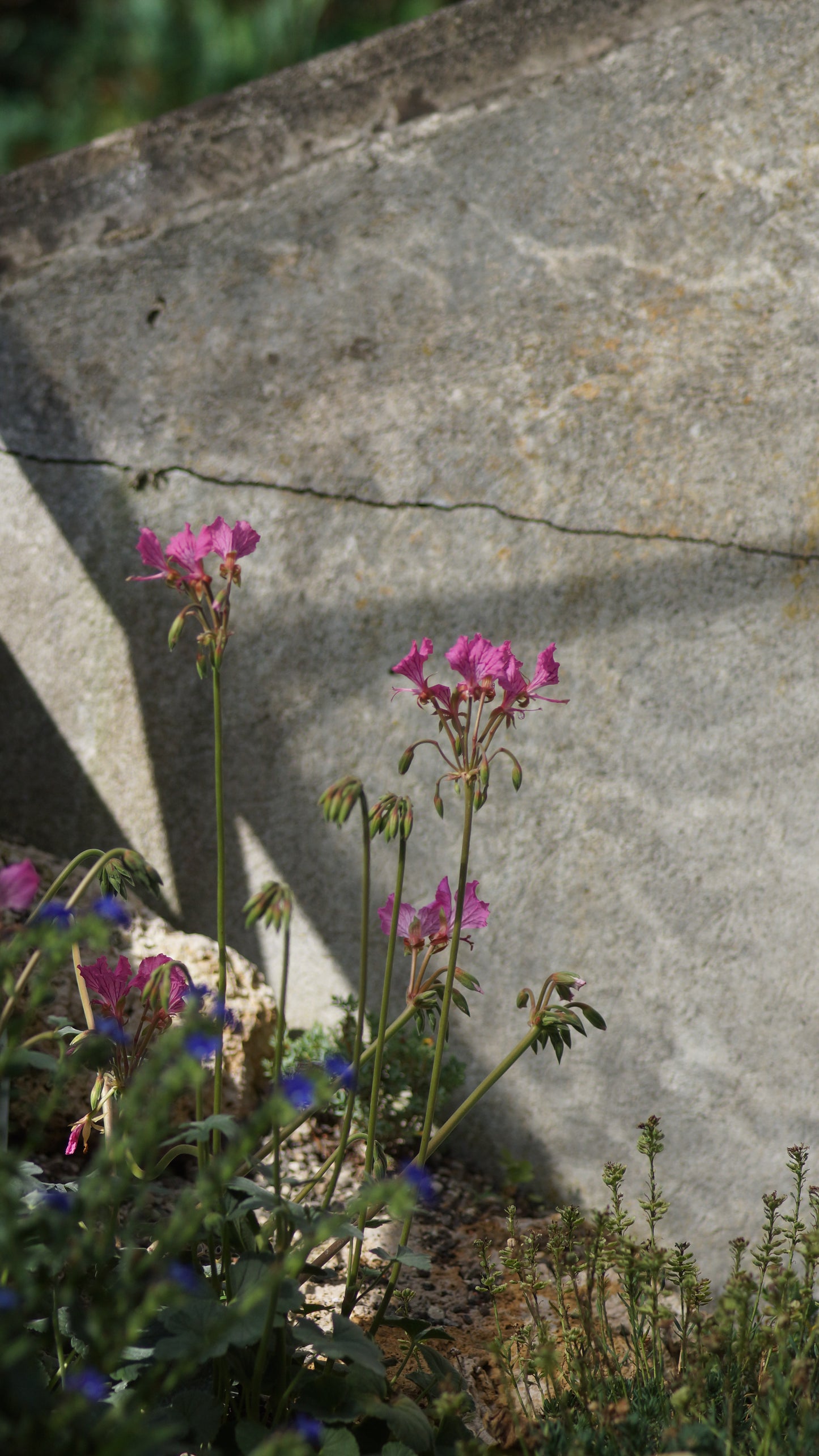 Pelargonium endlicherianum - Pelargonie