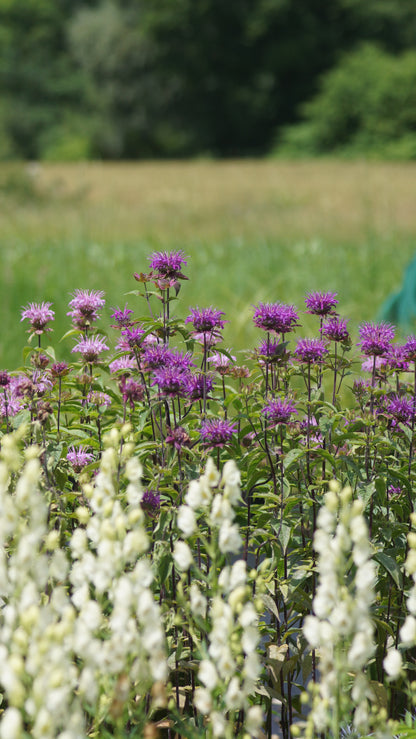 Monarda Fistulosa-Hybride 'Huckleberry' - Goldmelisse