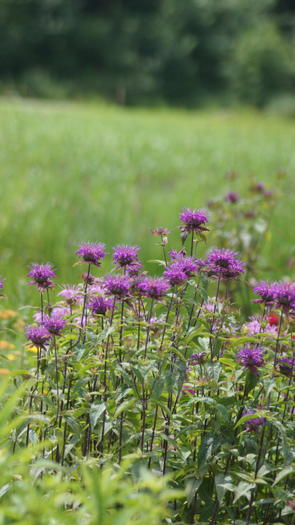 Monarda Fistulosa-Hybride 'Huckleberry' - Goldmelisse