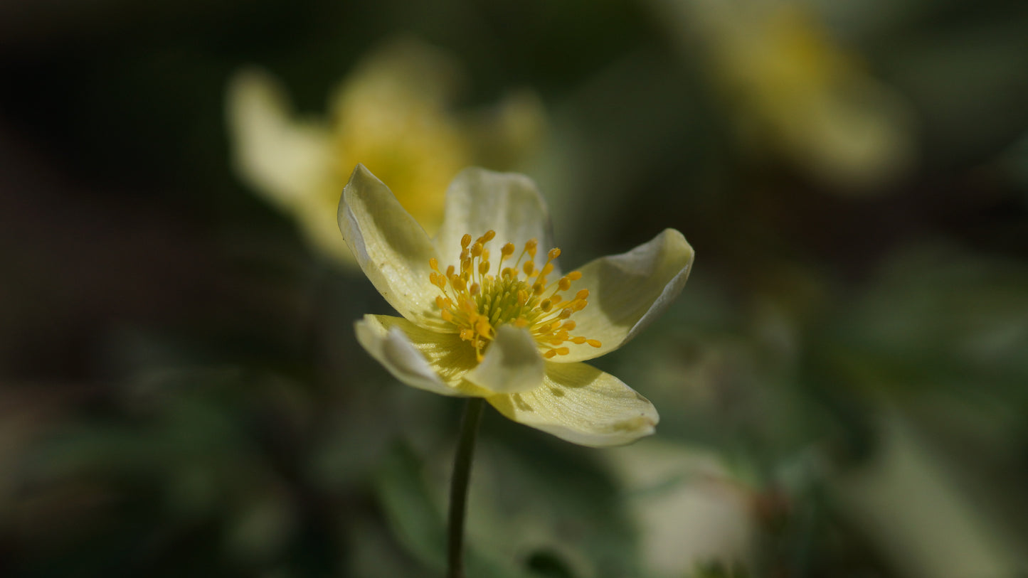 Anemone x lipsiensis 'Vindoboniensis' - Wiener Buschwindröschen
