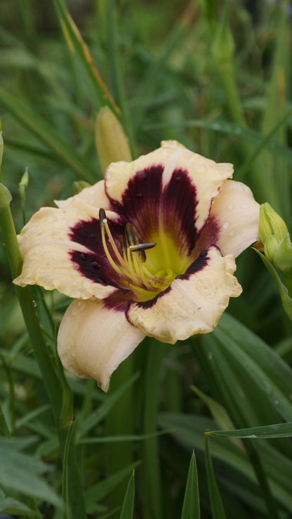Hemerocallis Hybride 'Tiger Blood' - Taglilie