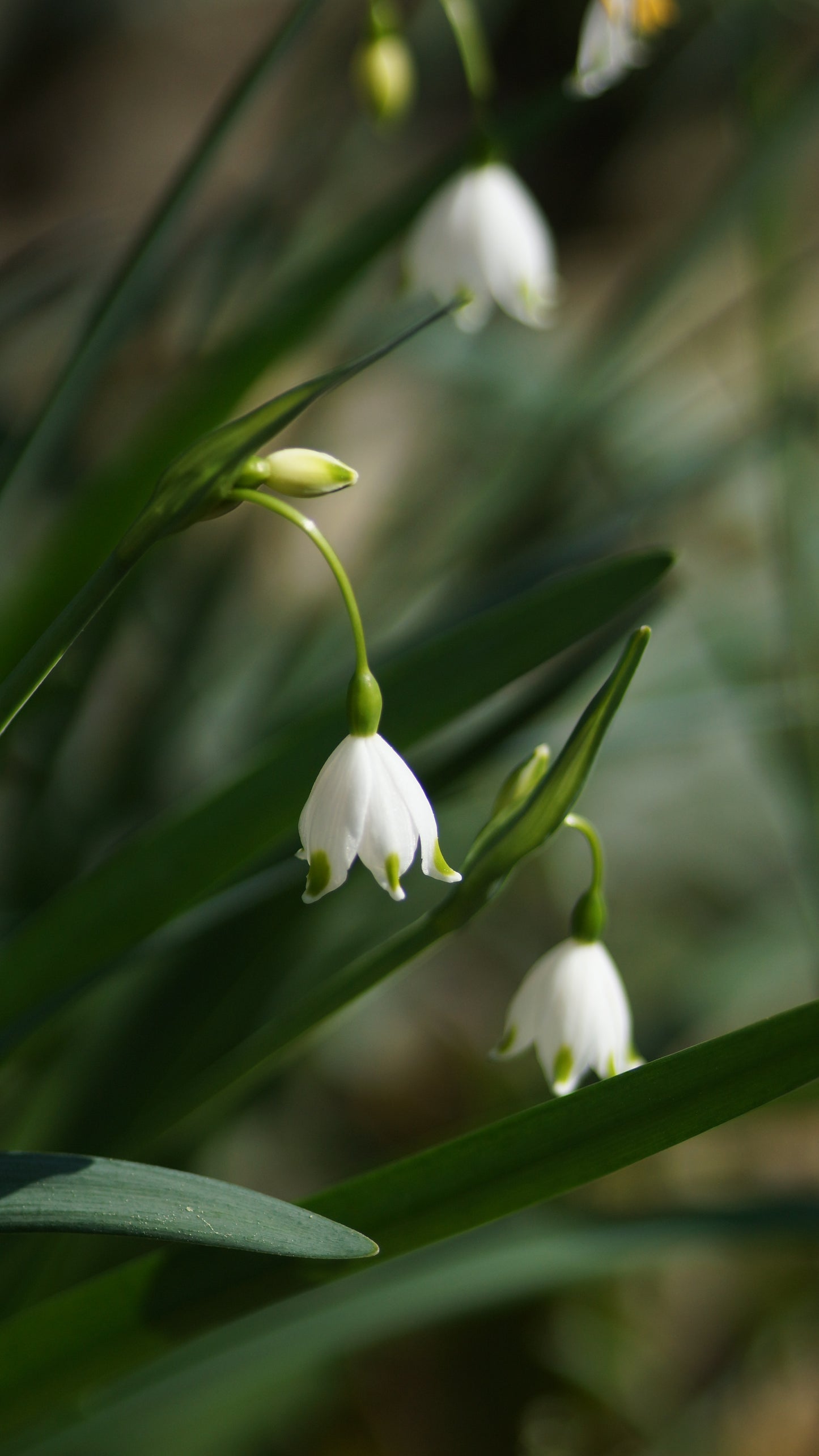 Leucojum aestivum 'Gravetye Giant' - Sommer-Knotenblume