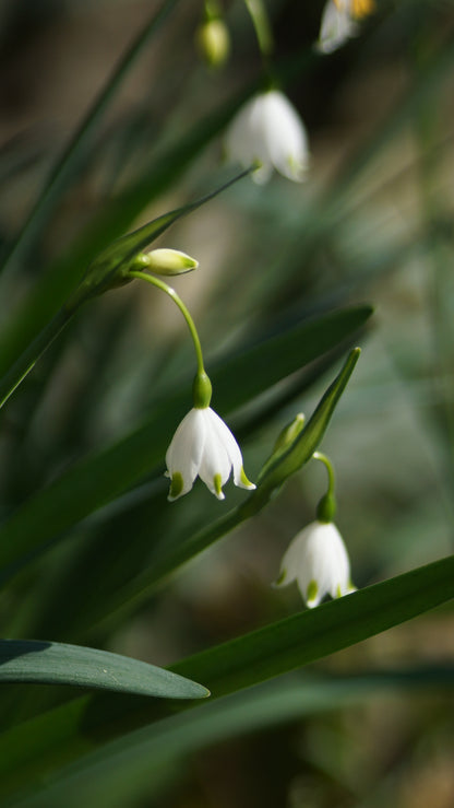 Leucojum aestivum 'Gravetye Giant' - Sommer-Knotenblume