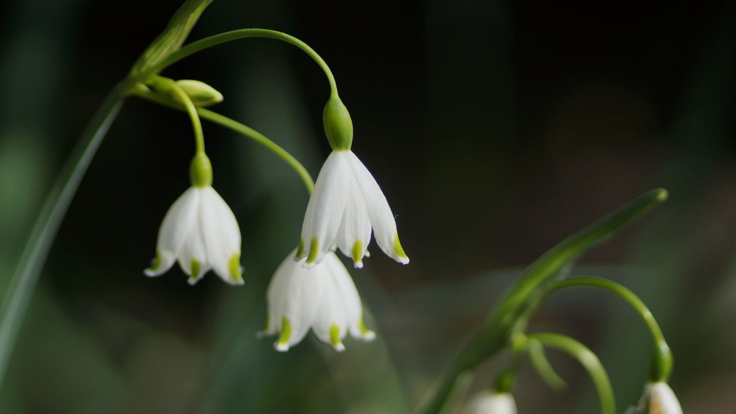 Leucojum aestivum 'Gravetye Giant' - Sommer-Knotenblume