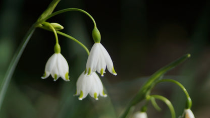 Leucojum aestivum 'Gravetye Giant' - Sommer-Knotenblume