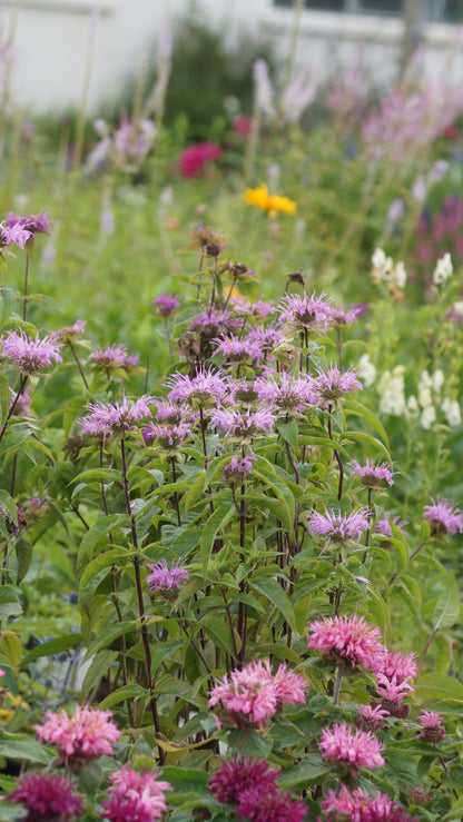Monarda Fistulosa-Hybride 'Rebecca' - Goldmelisse