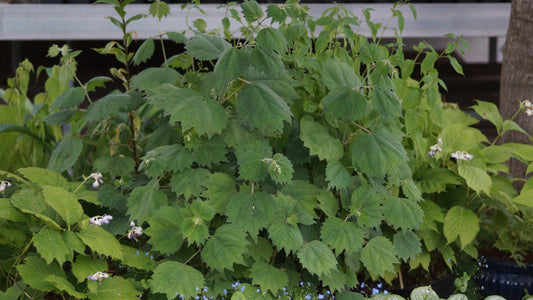 Boehmeria platanifolia - Platanenblättrige Ramie
