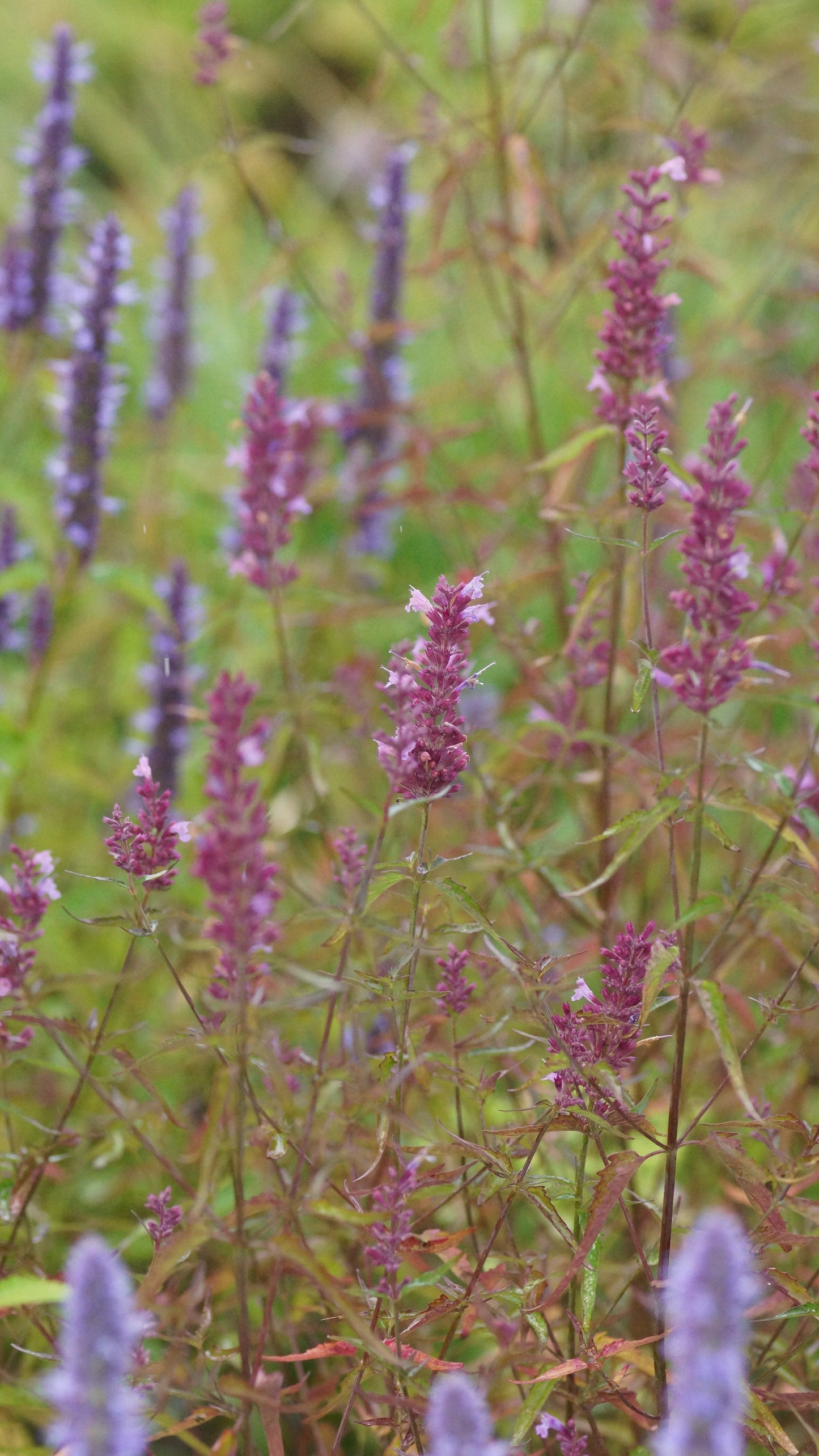 Agastache Hybride 'Linda' - Duftnessel