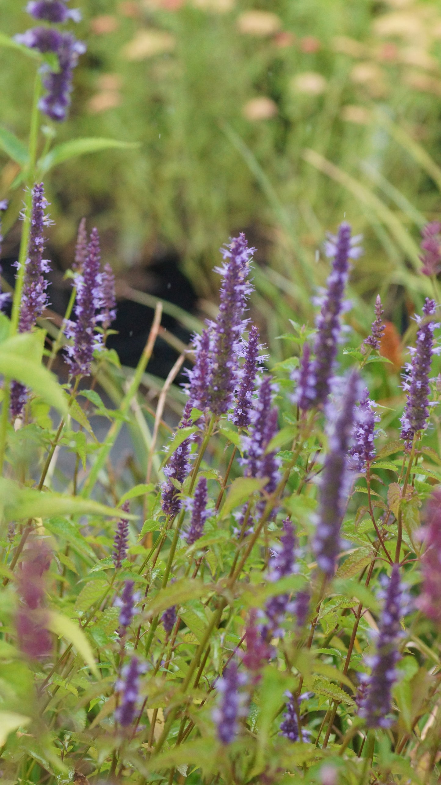 Agastache rugosa 'Little Adder' - Kleine Duftnessel