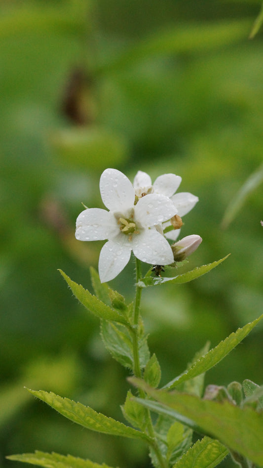 Campanula lactiflora 'Alba' - Dolden-Glockenblume