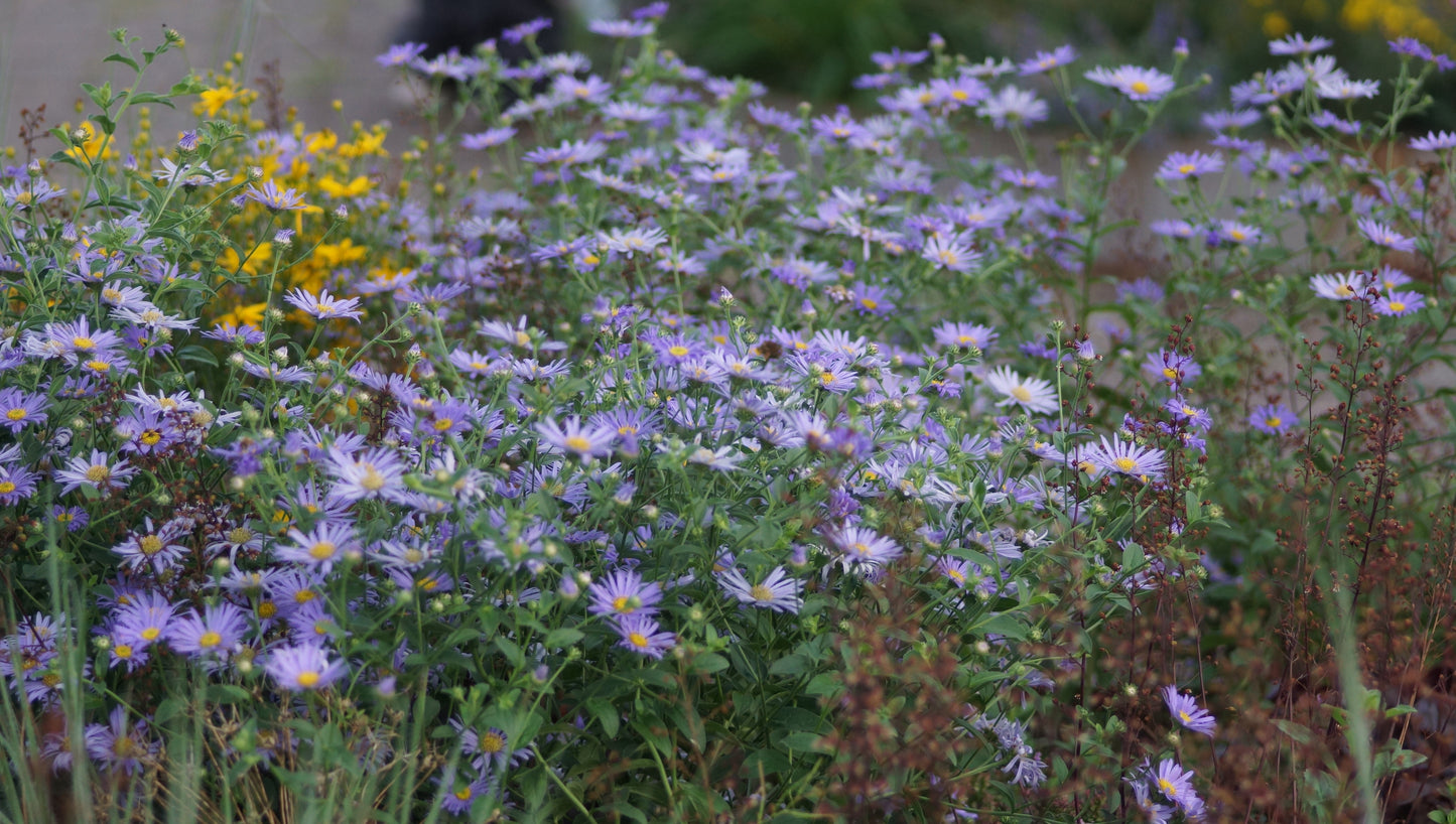 Aster thomsonii - Thomsons Aster