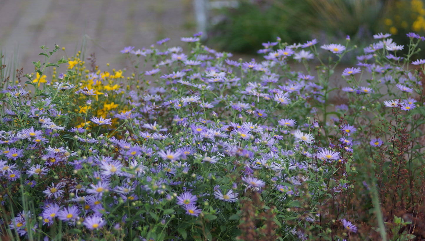 Aster thomsonii - Thomsons Aster
