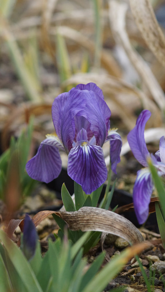 Iris lutescens - Gelbliche Schwertlilie