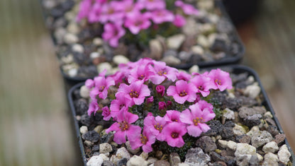 Saxifraga x poluniniana 'Winifred' - Frühlings Steinbrech