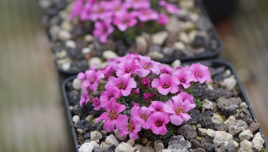 Saxifraga x poluniniana 'Winifred' - Frühlings Steinbrech